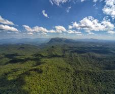 Levantamento do Instituto Água e Terra (IAT) revelou que o Paraná reduziu em 73% o desmatamento ilegal em 2024