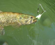 Programa Rio Vivo promove a soltura de peixes de nove espécies nativas nos rios do Paraná