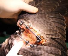 Falcão peregrino resgatado ferido pelo IAT em Nova Santa Rosa, no Oeste do Paraná, tinha anilha que mostra a origem do animal, a cidade de Ocean City, no estado de Maryland, nos EUA, a 7,3 mil quilômetros de distância