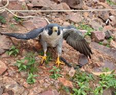 Falcão peregrino resgatado ferido pelo IAT em Nova Santa Rosa, no Oeste do Paraná, tinha anilha que mostra a origem do animal, a cidade de Ocean City, no estado de Maryland, nos EUA, a 7,3 mil quilômetros de distância