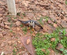 Falcão peregrino resgatado ferido pelo IAT em Nova Santa Rosa, no Oeste do Paraná, tinha anilha que mostra a origem do animal, a cidade de Ocean City, no estado de Maryland, nos EUA, a 7,3 mil quilômetros de distância