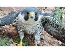 Falcão peregrino resgatado ferido pelo IAT em Nova Santa Rosa, no Oeste do Paraná, tinha anilha que mostra a origem do animal, a cidade de Ocean City, no estado de Maryland, nos EUA, a 7,3 mil quilômetros de distância
