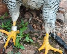 Falcão peregrino resgatado ferido pelo IAT em Nova Santa Rosa, no Oeste do Paraná, tinha anilha que mostra a origem do animal, a cidade de Ocean City, no estado de Maryland, nos EUA, a 7,3 mil quilômetros de distância