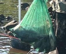Operações comandadas pelo IAT durante o período de defeso da Piracema resultam em 44 quilos de peixes apreendidos e R$ 127 mil em multas.