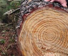 Ação coordenada pelo IAT e pela Iniciativa Campos Gerais promoveu o corte de pinus no Parque Estadual do Vale do Codó, em Jaguariaíva