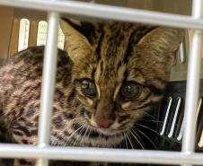 Gato-do-mato-pequeno (Leopardus guttulus) que sobreviveu a uma das fortes chuvas que causou enchentes no Litoral retornou à natureza nesta quarta-feira (02)