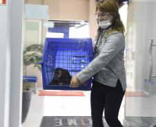 Rede coordenada pelo IAT salvou 1.483 animais