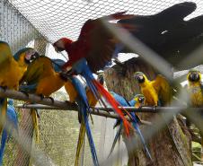 Rede coordenada pelo IAT salvou 1.483 animais