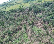 IAT identificou 478 hectares de área de vegetação danificada por fogo em quatro fazendas de Ribeirão Claro, no Norte Pioneiro