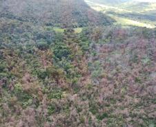 IAT identificou 478 hectares de área de vegetação danificada por fogo em quatro fazendas de Ribeirão Claro, no Norte Pioneiro