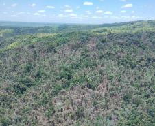 IAT identificou 478 hectares de área de vegetação danificada por fogo em quatro fazendas de Ribeirão Claro, no Norte Pioneiro