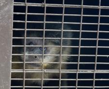 20 macacos-prego resgatados pelo IAT 
