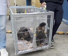 20 macacos-prego resgatados pelo IAT 