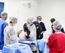 Rede coordenada pelo IAT salvou 1.483 animais