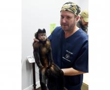 20 macacos-prego resgatados pelo IAT 