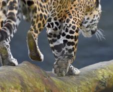 Rede coordenada pelo IAT salvou 1.483 animais