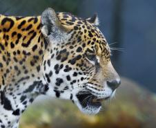 Rede coordenada pelo IAT salvou 1.483 animais