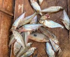 Pesca predatória