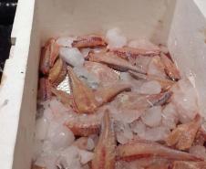  IAT interrompe pesca predatória em Engenheiro Beltrão