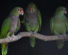 O amor está no ar: conheça os animais silvestre do Paraná que passam a vida toda juntos