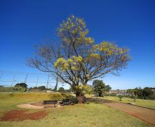 I Encontro Estadual de Arborização Urbana busca ampliar o plantio planejados de árvores nas cidades do Paraná