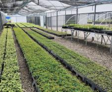 Parceria entre IAT e Sociedade Chauá vai ampliar conservação de espécies da flora nativa