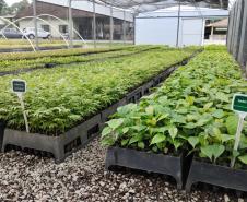 Parceria entre IAT e Sociedade Chauá vai ampliar conservação de espécies da flora nativa