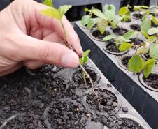 Parceria entre IAT e Sociedade Chauá vai ampliar conservação de espécies da flora nativa
