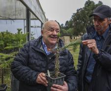 Paraná fortalece parceria com Embrapa Florestas em pesquisa para conservação da Araucária