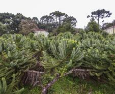 Paraná fortalece parceria com Embrapa Florestas em pesquisa para conservação da Araucária