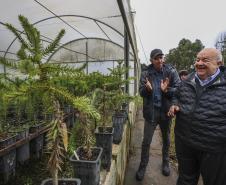 Paraná fortalece parceria com Embrapa Florestas em pesquisa para conservação da Araucária