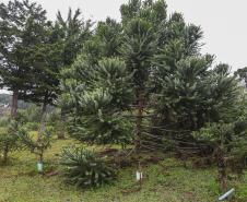 Paraná fortalece parceria com Embrapa Florestas em pesquisa para conservação da Araucária