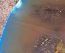 IAT resgata ouriços e tartarugas de criadouro irregular em Marechal Cândido Rondon