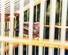 Instituto Água e Terra iniciou o processo de avaliação clínica de animais vítimas do tráfico internacional resgatados pela Polícia Civil 