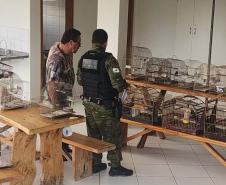 Em operação conjunta com a Polícia Ambiental, IAT apreende 57 pássaros em Ibaiti