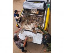 Em operação conjunta com a Polícia Ambiental, IAT apreende 57 pássaros em Ibaiti