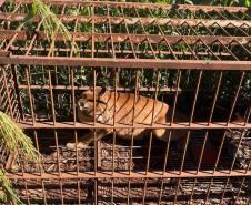 IAT devolve à natureza filhote de onça-parda capturado em propriedade rural do Noroeste