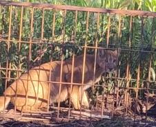 IAT devolve à natureza filhote de onça-parda capturado em propriedade rural do Noroeste