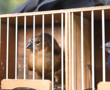 Pássaros resgatados do tráfico de animais começaram a voltar para a natureza nesta quarta-feira (25)