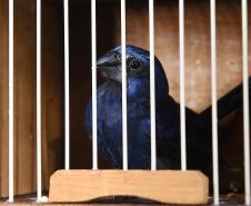 Pássaros resgatados do tráfico de animais começaram a voltar para a natureza nesta quarta-feira (25)