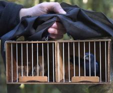 Pássaros resgatados do tráfico de animais começaram a voltar para a natureza nesta quarta-feira (25)