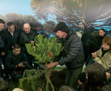 Jardim do Palácio Iguaçu recebe clone de araucária de 700 anos