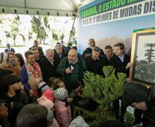 Jardim do Palácio Iguaçu recebe clone de araucária de 700 anos