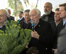 Jardim do Palácio Iguaçu recebe clone de araucária de 700 anos