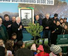 Jardim do Palácio Iguaçu recebe clone de araucária de 700 anos