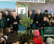 Jardim do Palácio Iguaçu recebe clone de araucária de 700 anos