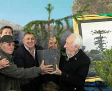 Jardim do Palácio Iguaçu recebe clone de araucária de 700 anos