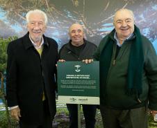 Jardim do Palácio Iguaçu recebe clone de araucária de 700 anos