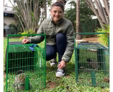 IAT captura dois saguis-de-tufos-pretos em Foz do Iguaçu, espécie exótica na região