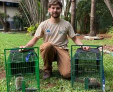IAT captura dois saguis-de-tufos-pretos em Foz do Iguaçu, espécie exótica na região